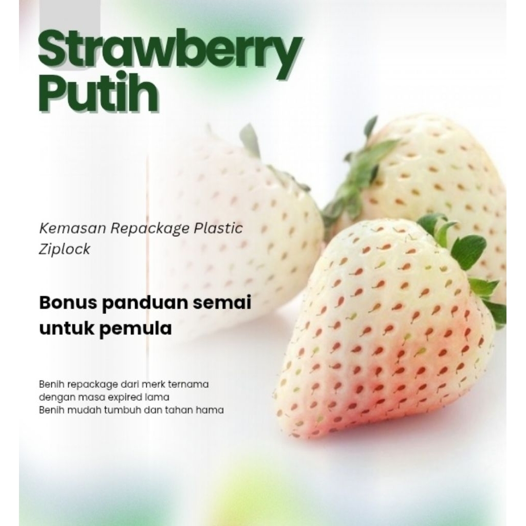 Benih Buah Strawberry Putih Unggul