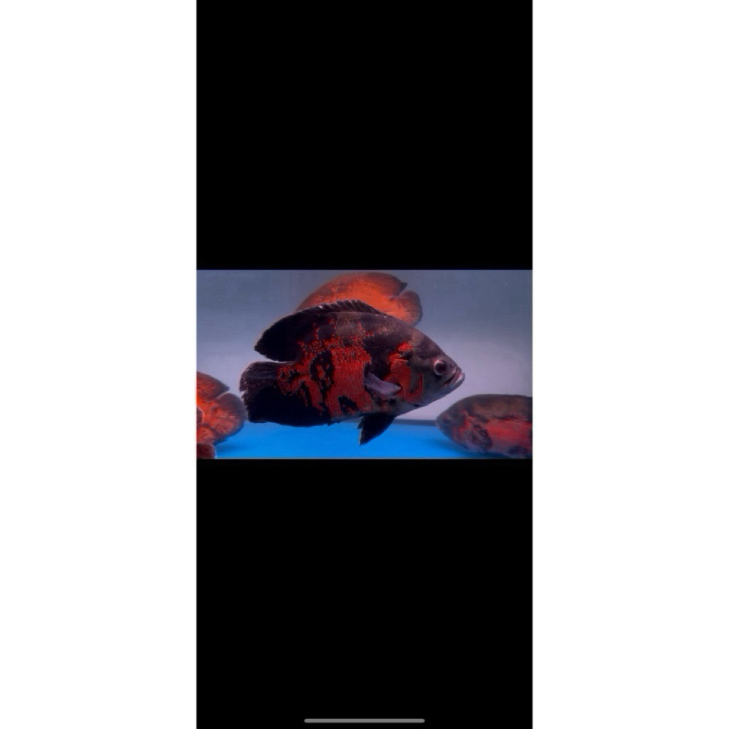 Oscar Tiger Black Good Marking 25-30cm high body import