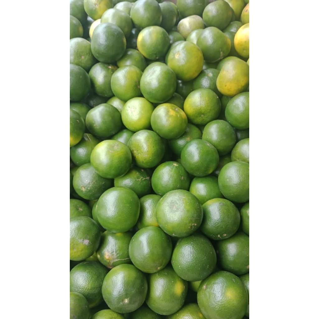 jeruk peras pontianak