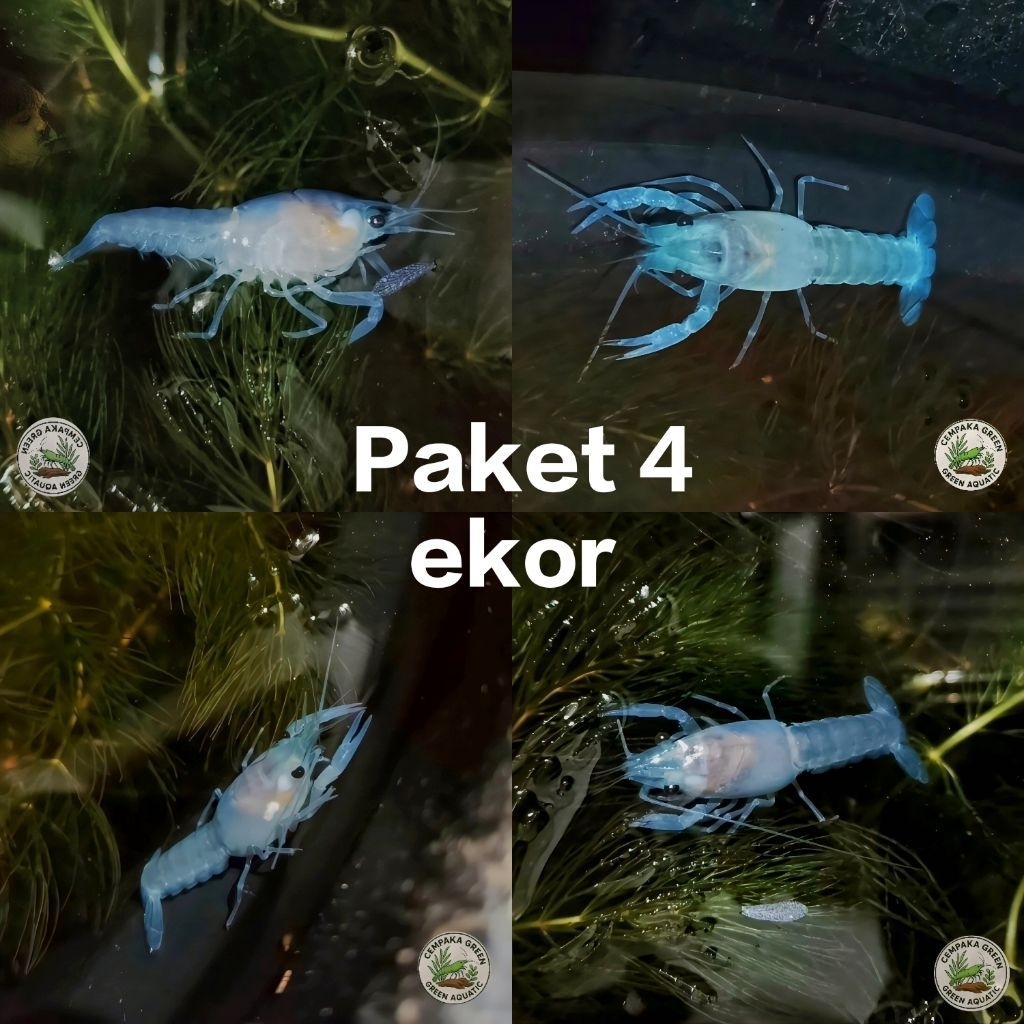 lobster Hias aquarium lobster blue paket 4 ekor  size mulai dari 4 cm sampai 7 cm (Rendom)