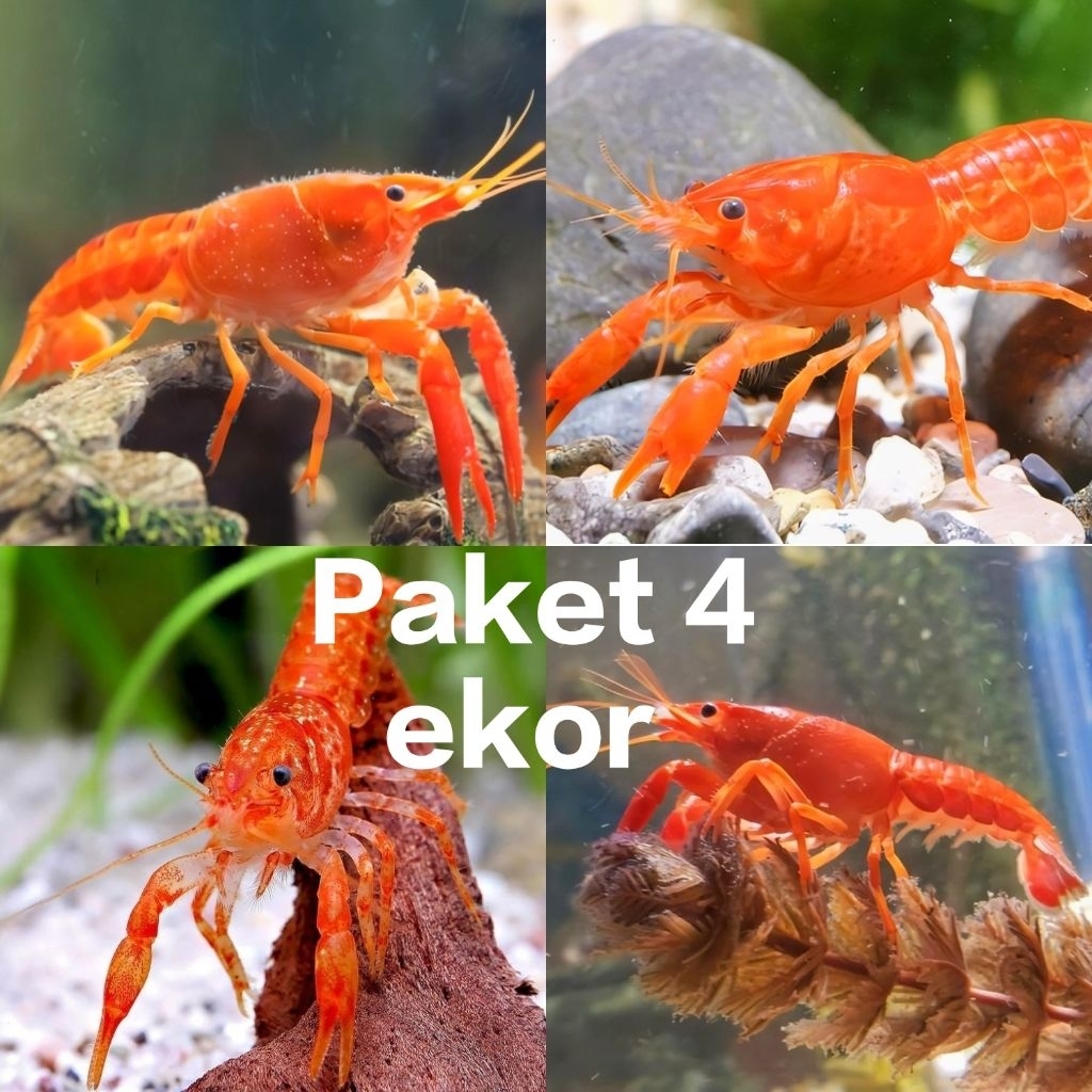 lobster hias  aquarium lobster oren hias paket 4 ekor  size mulai dari 4 cm sampai 7 cm (Rendom)
