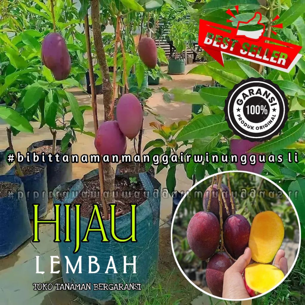 Bibit Tanaman Mangga Irwin Super Unggul Cepat Berbuah Sudah Hasil Okulasi