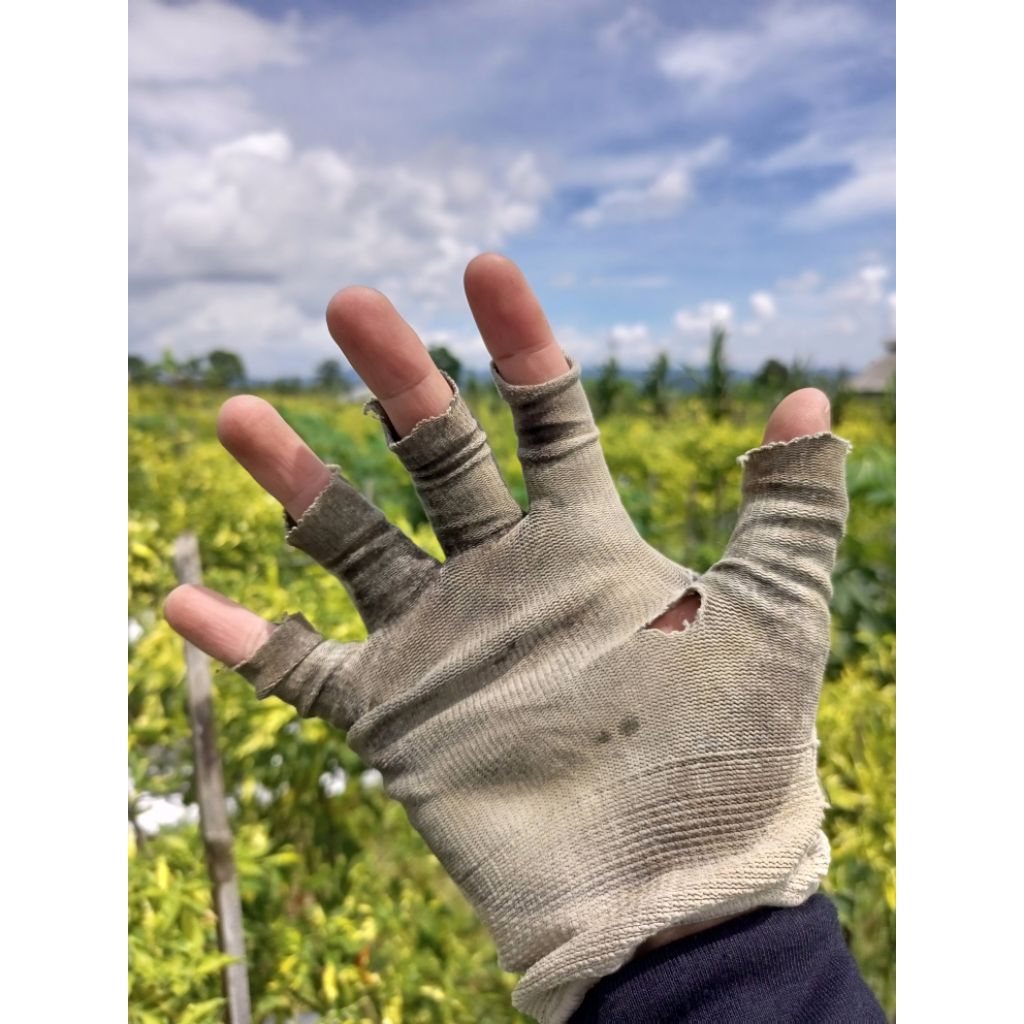 hiasan akuarium Channa auranti 12cm