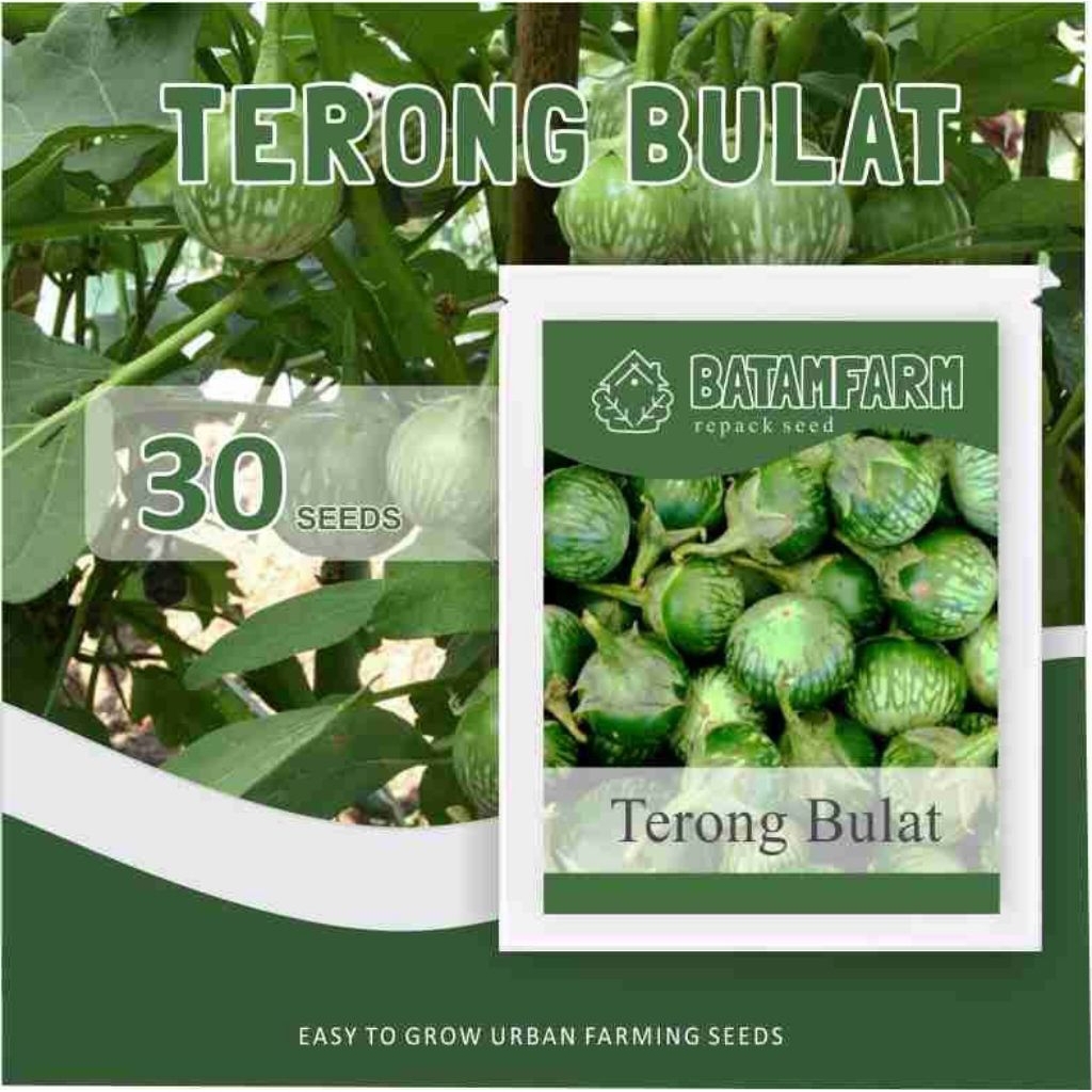 Benih Bibit Terong Lalap Hijau Panah Merah