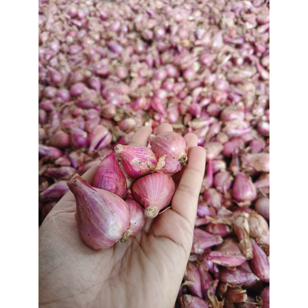 bawang merah nganjuk