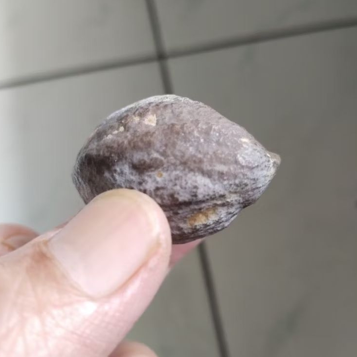 Kemiri Adu Muncang Adu Jayanti Adang Malangbong Tua Jatuhan