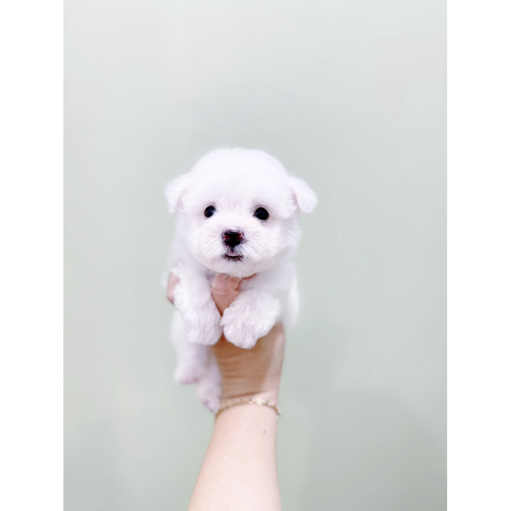 korean mini bichon frise bloodline import korea super cute face bulan poodle pudel podel podle