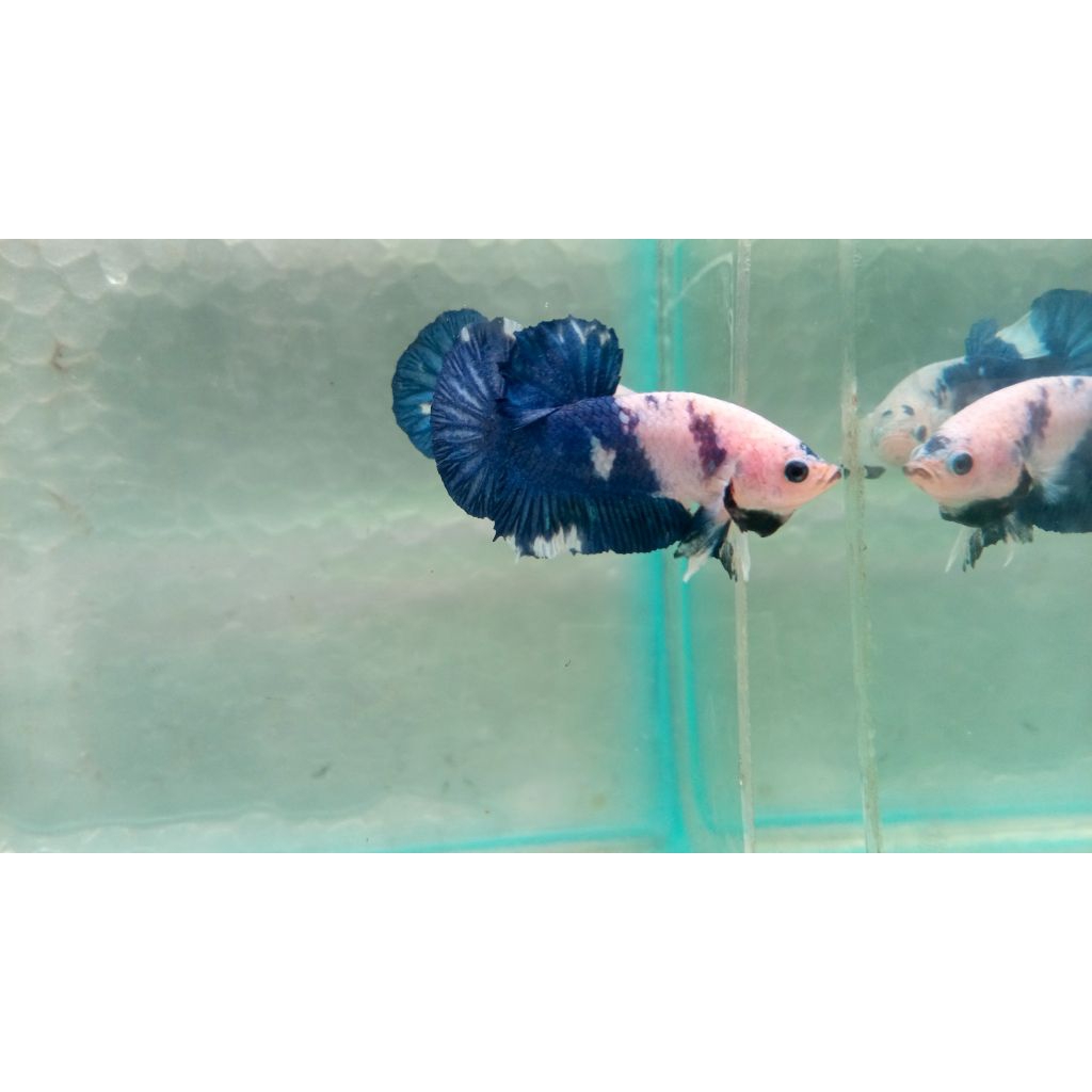 Ikan cupang blue rim panda