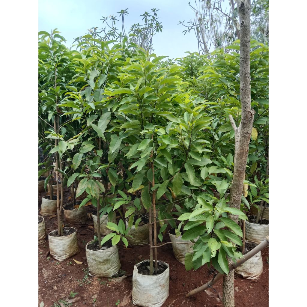Pohon cempaka putih - tanaman berbunga cempaka putih
