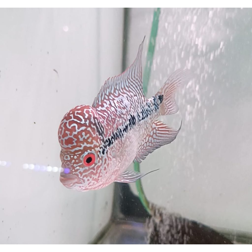 Ikan hias Louhan Kamfa Ori Thailand (KF03)