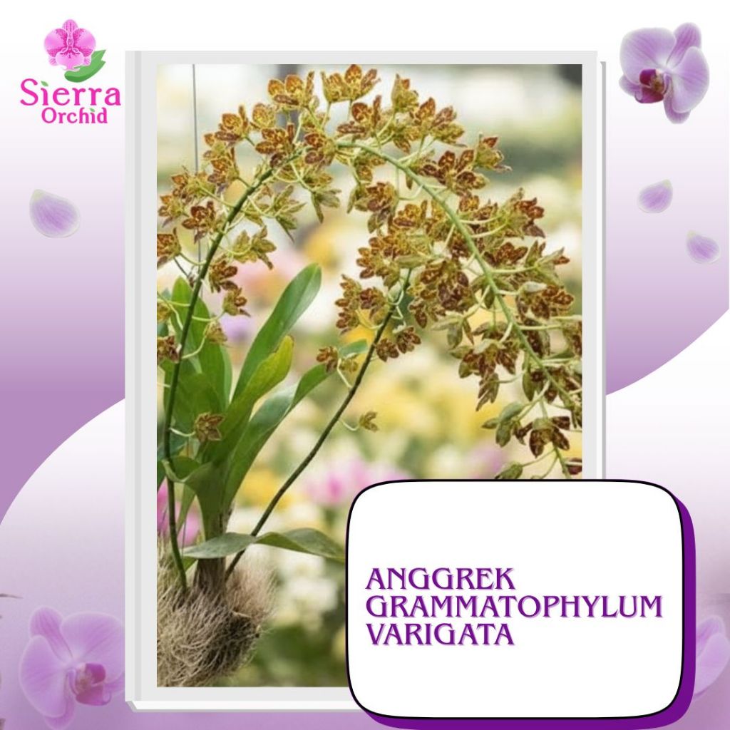 Anggrek Grammatophyllum Varigata