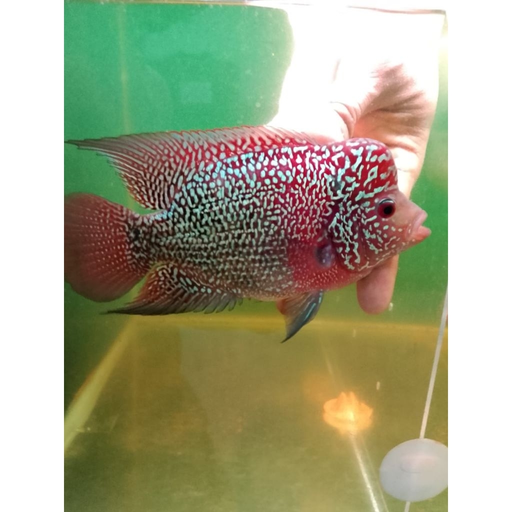 Kamfa f2 Lokal 2tone