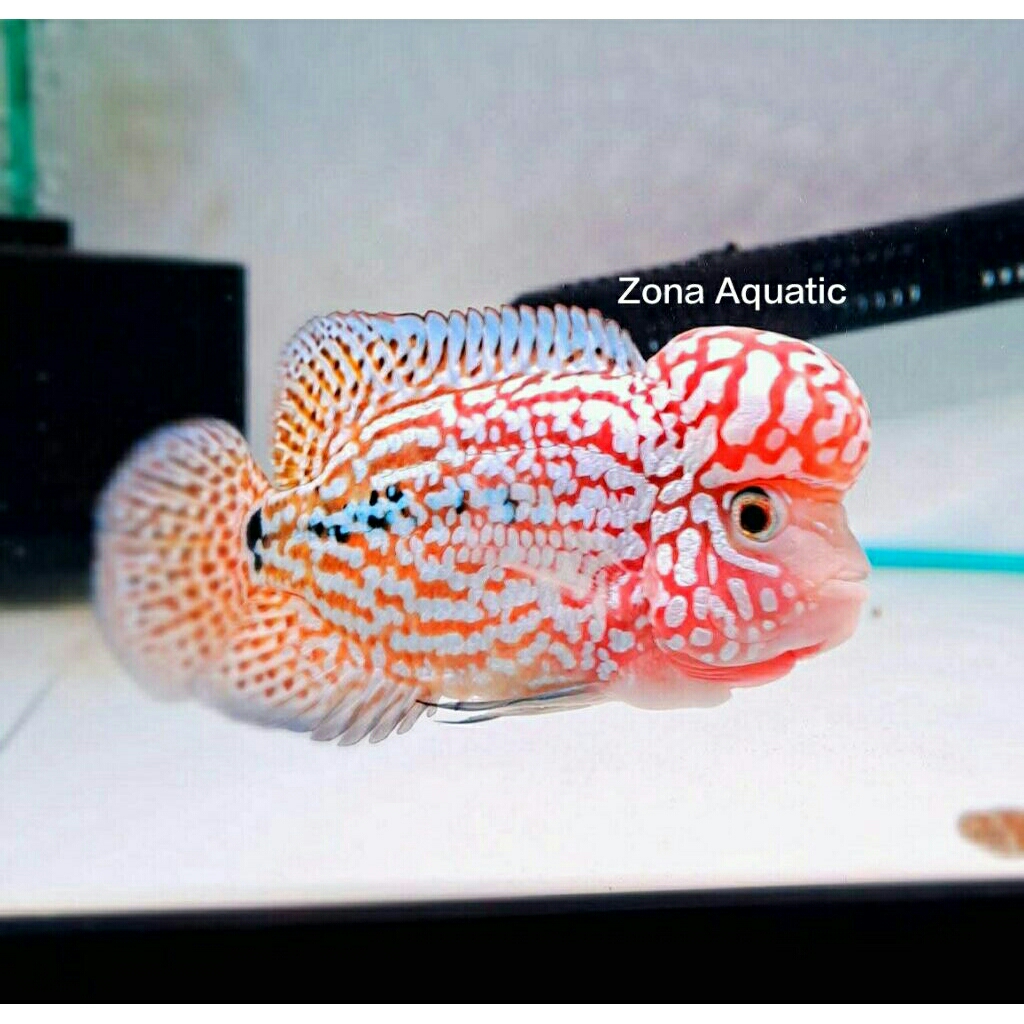 Zona Aquatic kamfa red cherry gen GB original