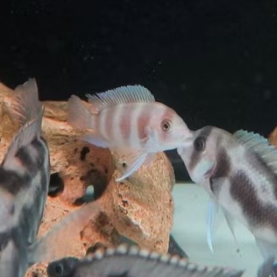 Cichlid Afrika Frontosa Red Burundi