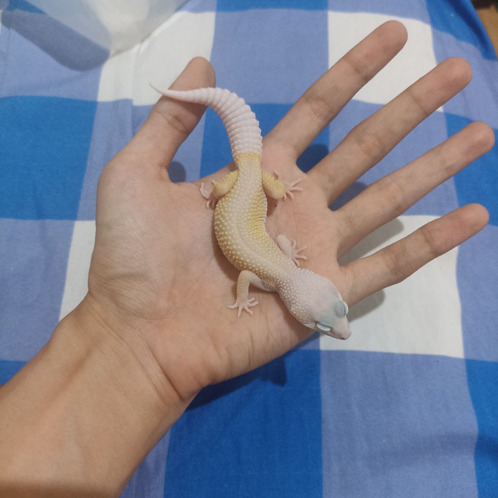 Gecko Male Juvenile BZ3 Blazing Blizzard het Eclipse