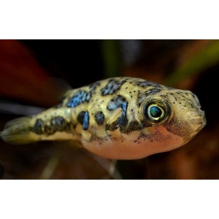 Buntal Kerdil / Dwarf Puffer Ready Stock – Pengiriman Instant & Same Day – by Zeng Aquatic