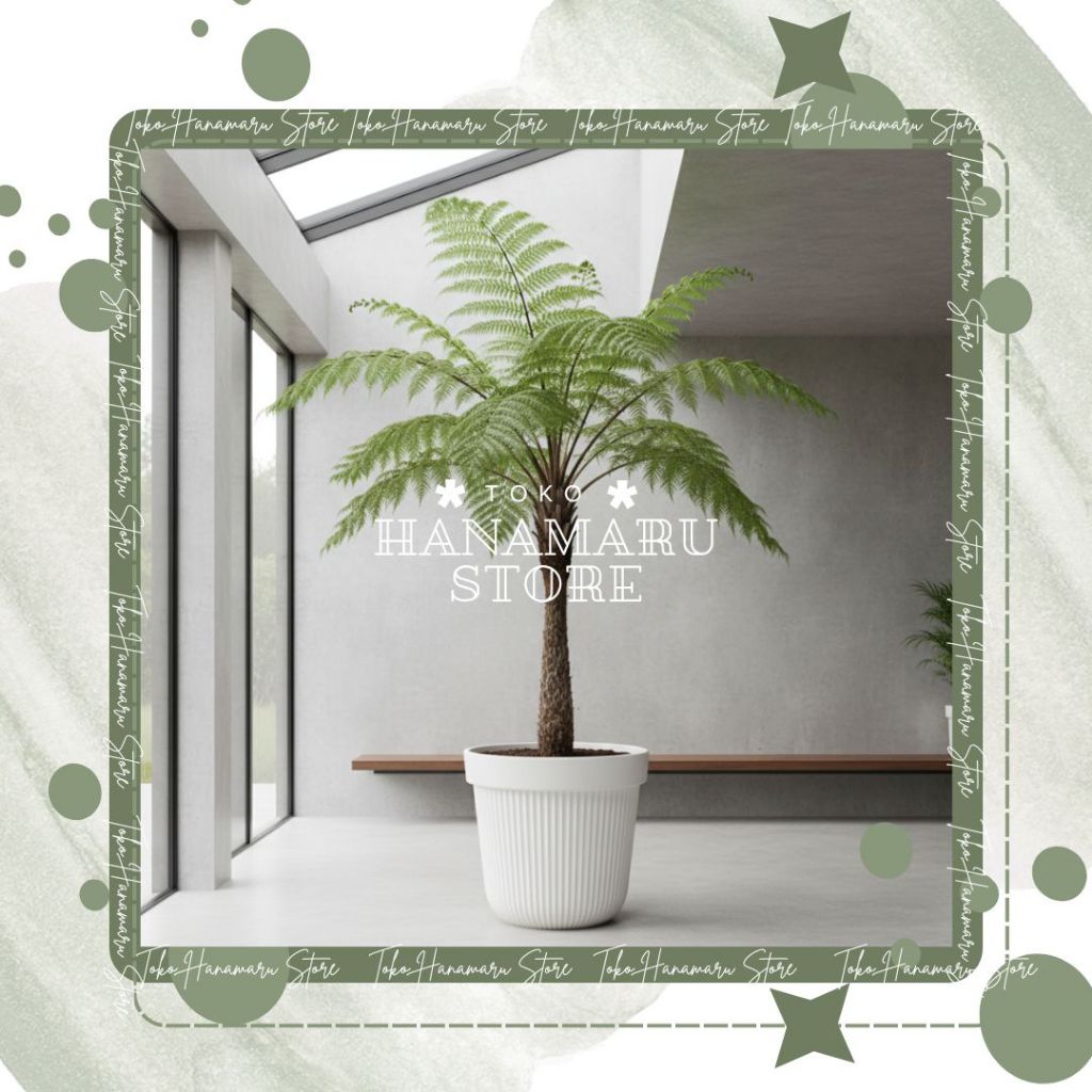 Pohon Pakis Monyet 1 Meter / Bibit Pakis Monyet