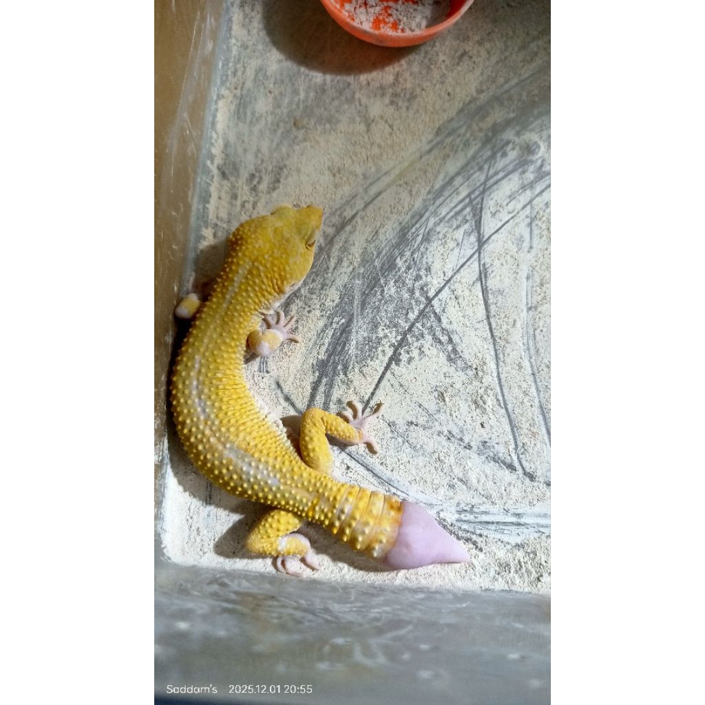 Mainan/Aksesoris/gecko/lucu/X 25cm/m@le