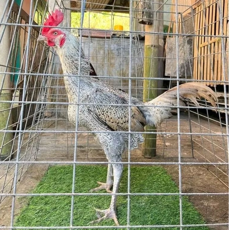 telur ayam bulbi ori untuk ditetaskan