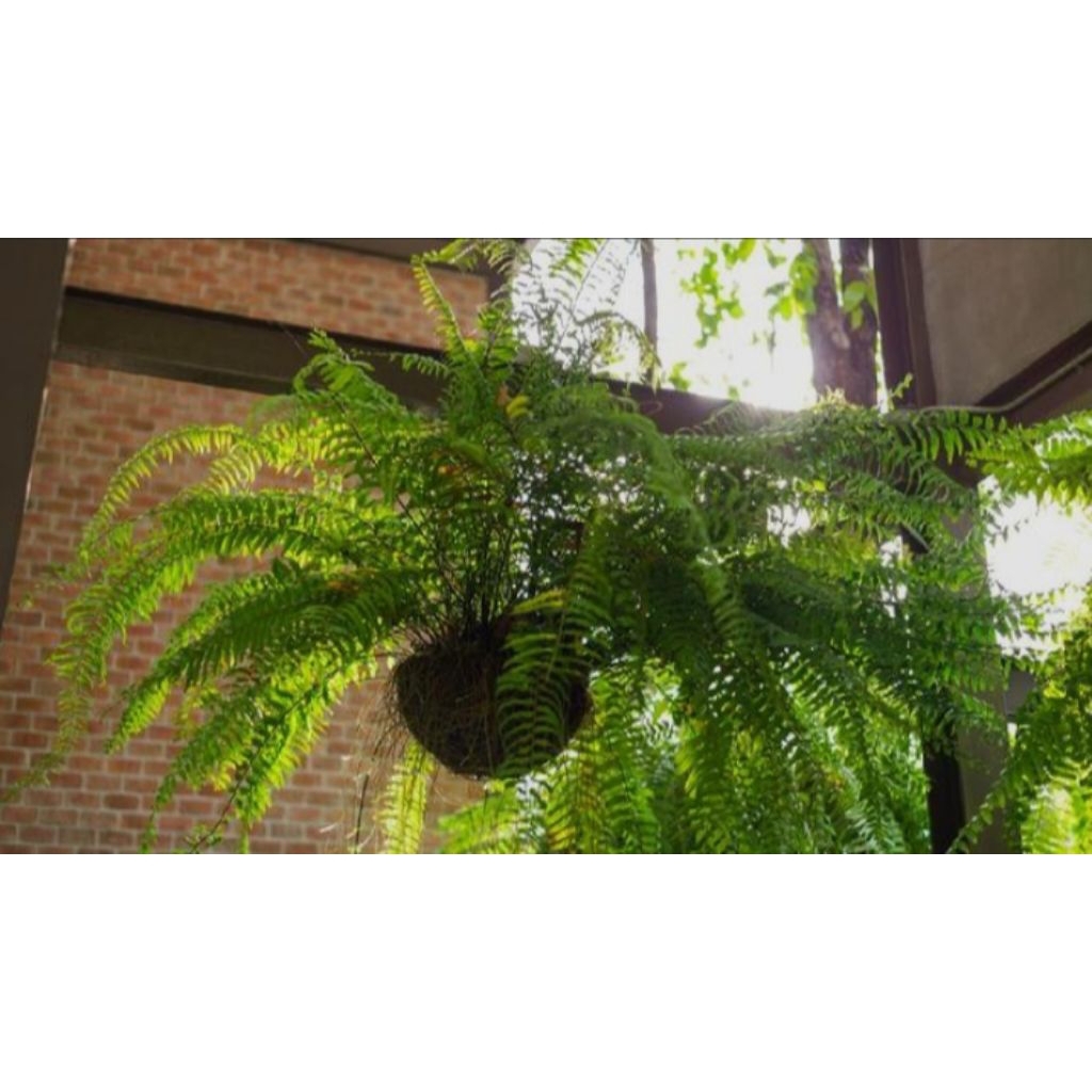 Tanaman Pakis Kelabang Rimbun - Tanaman Hias Indoor Pakis Kelabang.