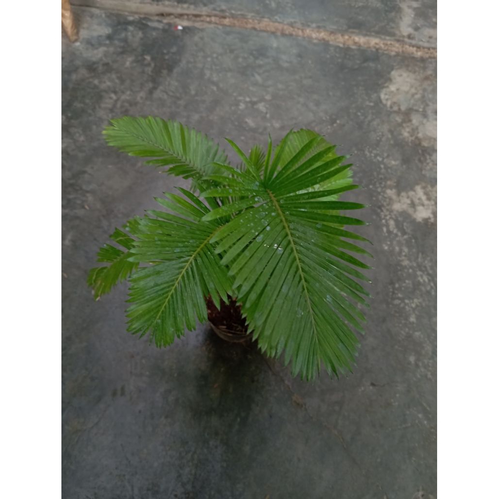 Tanaman Hias Palem Paris Mini