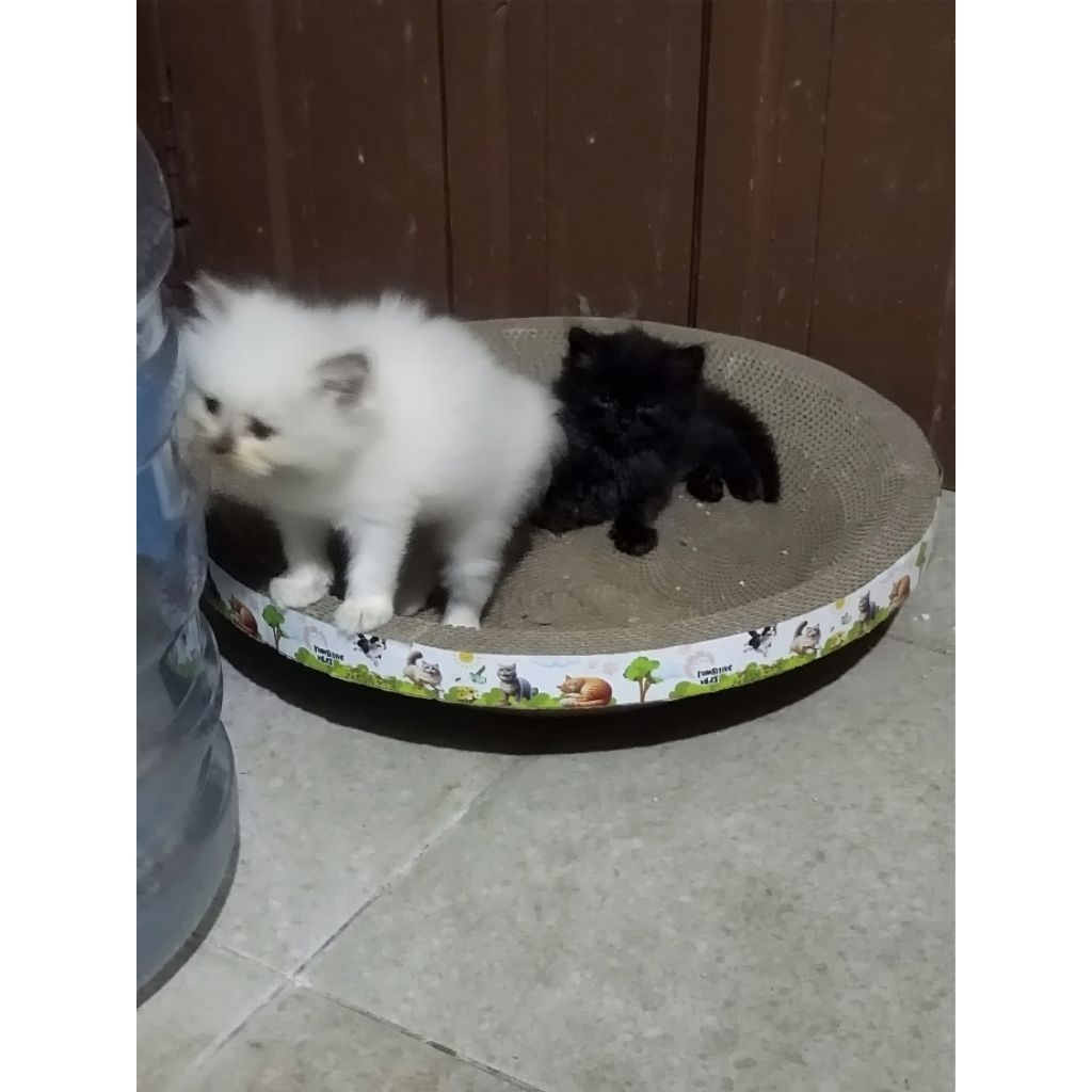 HEWAN PELIHARAAN KUCING ANGGORA / ANAK KUCING ANGGORA