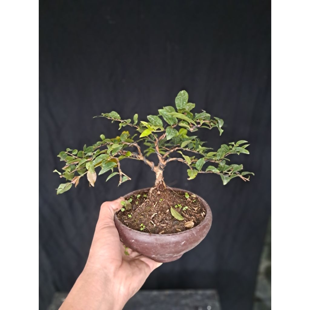 Bonsai Anggur Brazil Small / Bonsai Jaboticaba