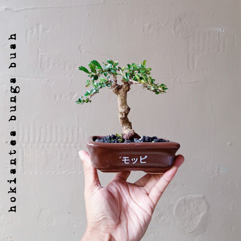 BONSAI HOKIANTEA BUNGA BUAH DIKIRIM SESUAI FOTO