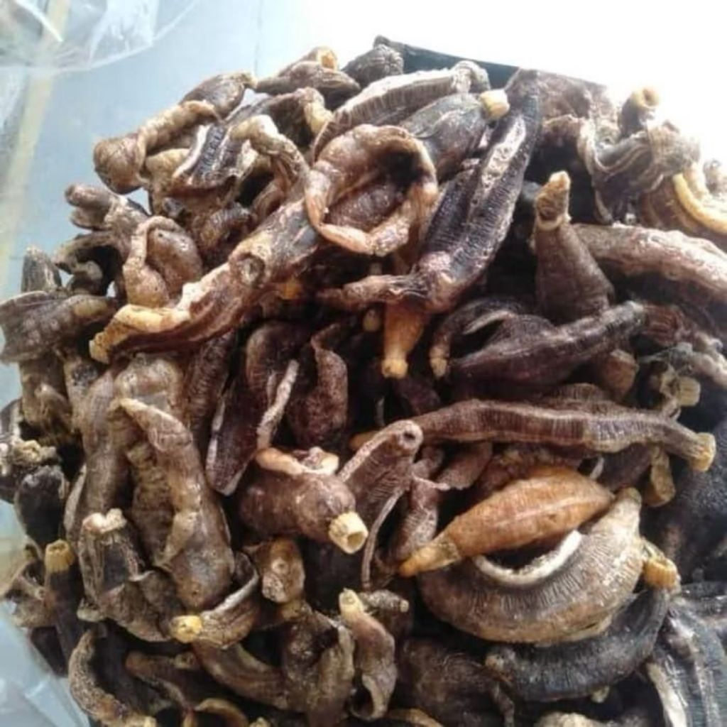 Krupuk Teripang Asli Cemilan Laut Snack Kering