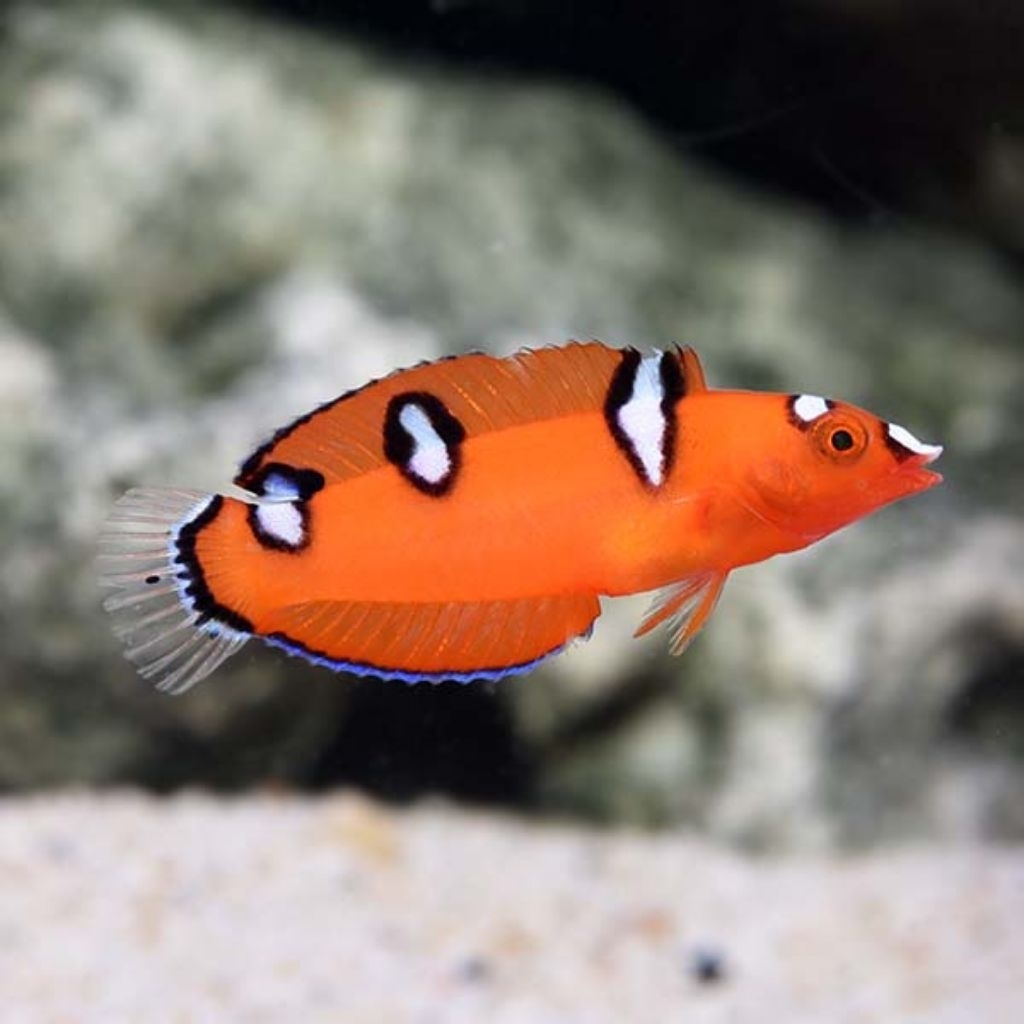Ikan Hias Air Laut Keling Merah (Red Coris Wrasse)