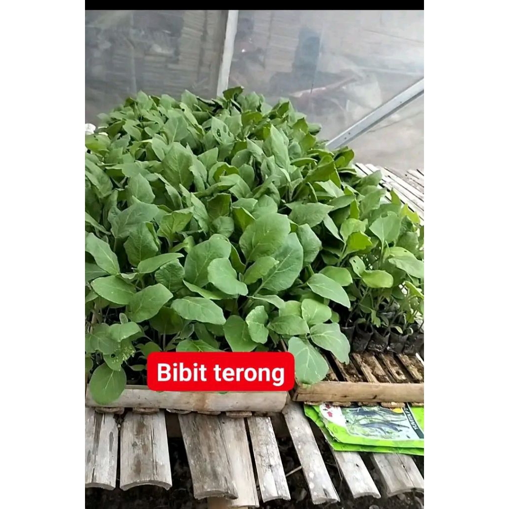 Bibit terong jumbo terong ungu/ hijau jumbo