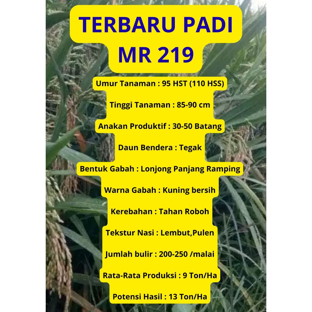 Bibit Benih Padi MR-219 Original Kemasan 5 Kg