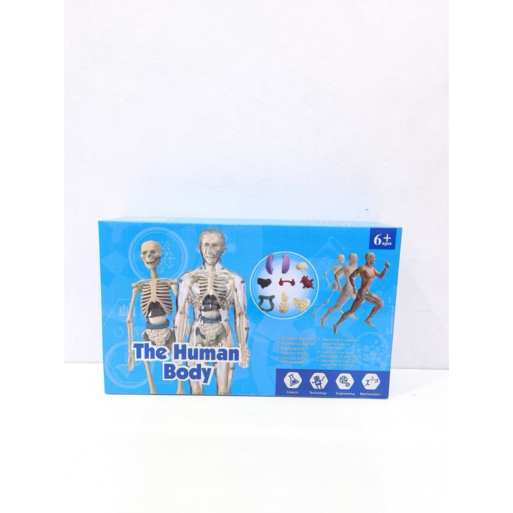 MAINAN EDUKASI • THE HUMAN BODY