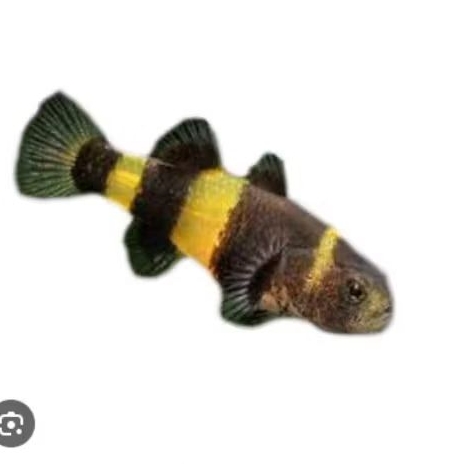 Hiasan aquarium ikan hias Goby Bumblebee ( Brachygobius) hiasan akuarium