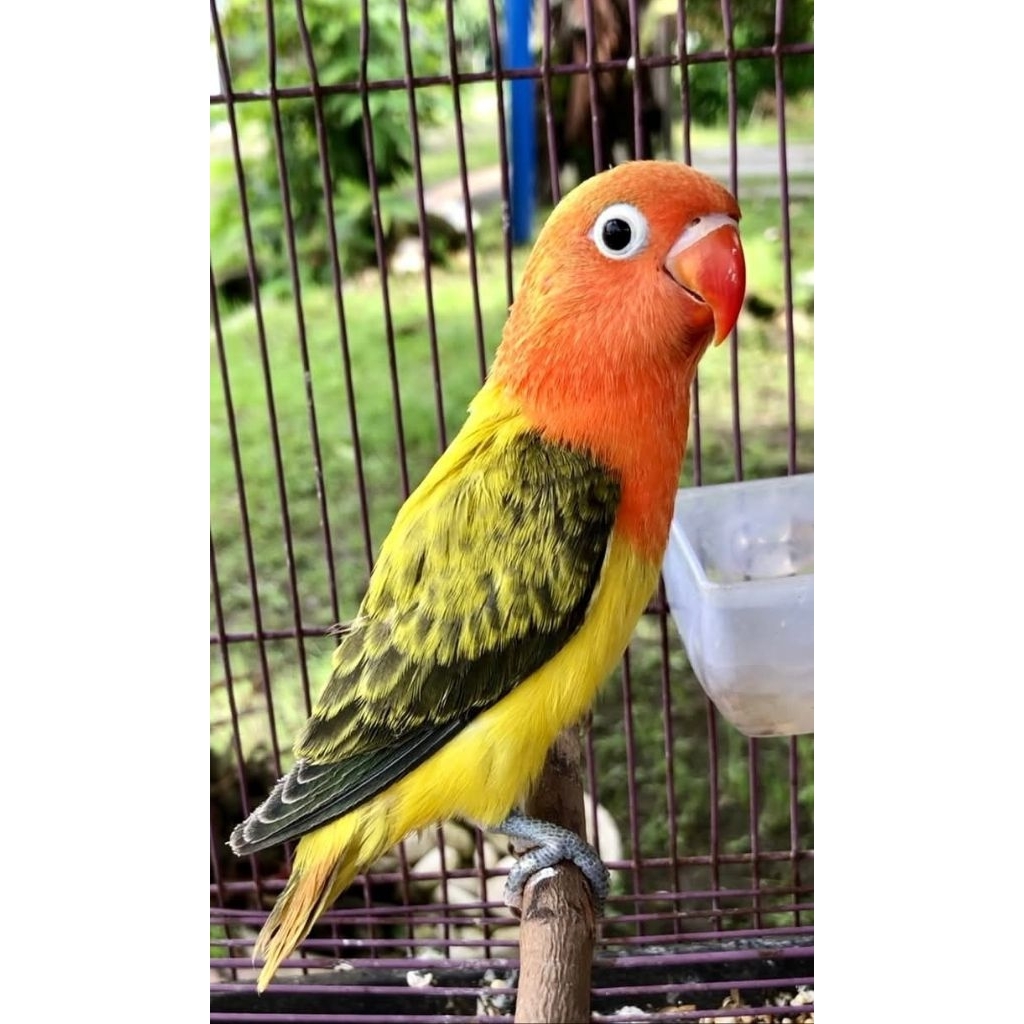 PAKET 10 Fertil BIO euwing gold