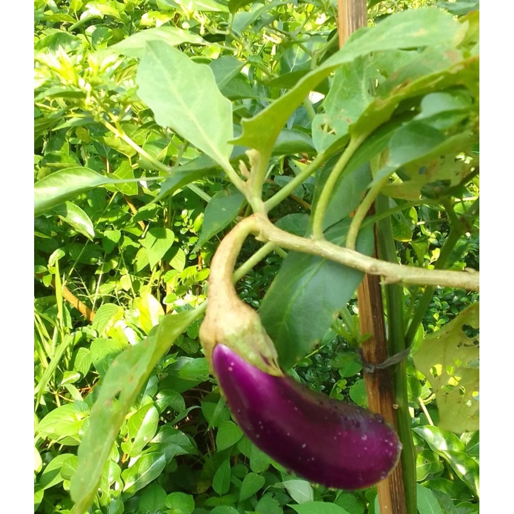 pohon terong ungu panjang, BIbit terong ungu panjang,terong sayur
