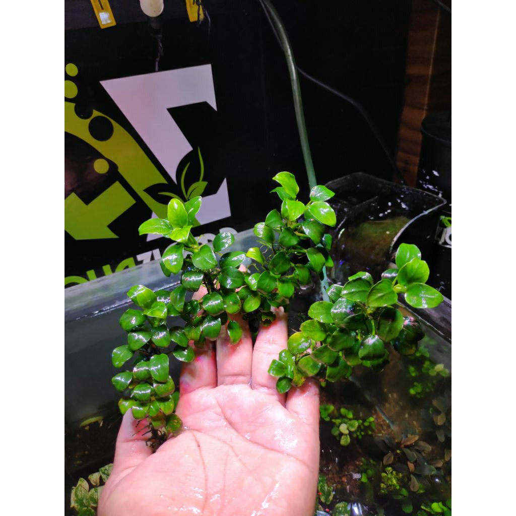 anubias petite MP