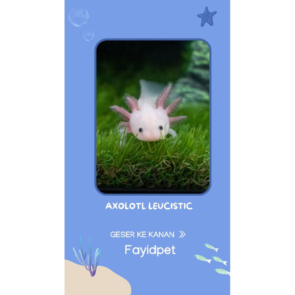 Perlengkapan aquarium, Axolotl Leucistic 7-8cm