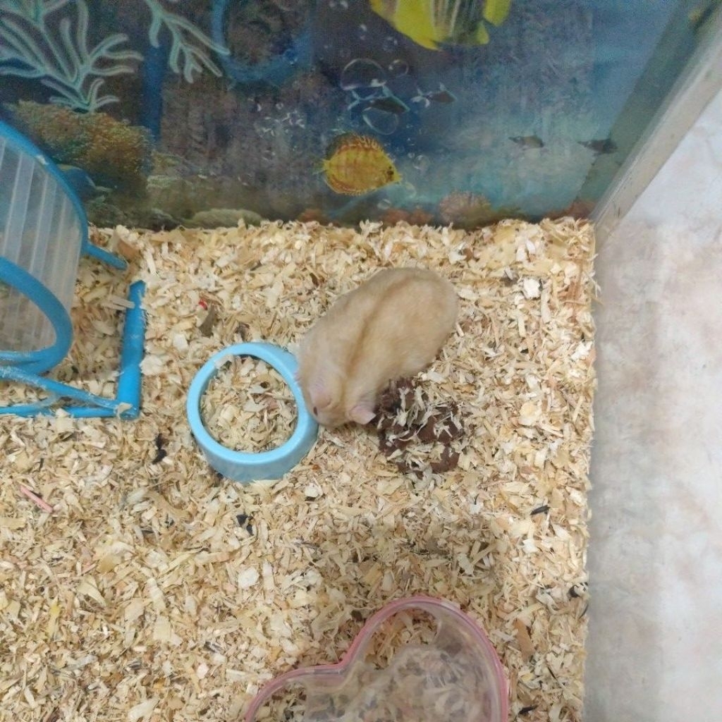 hamster winter golden