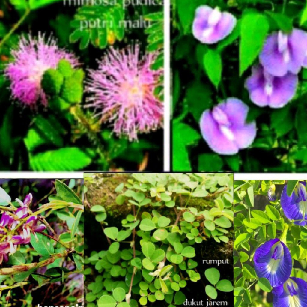 benih & tanaman Putri malu Centro Kibesin Butterfly pea stelang Dukut jarem Sisik betok ada Lespedez
