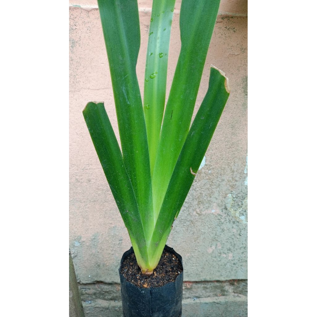 Rimpang Jeringau Merah Kalimantan Asli