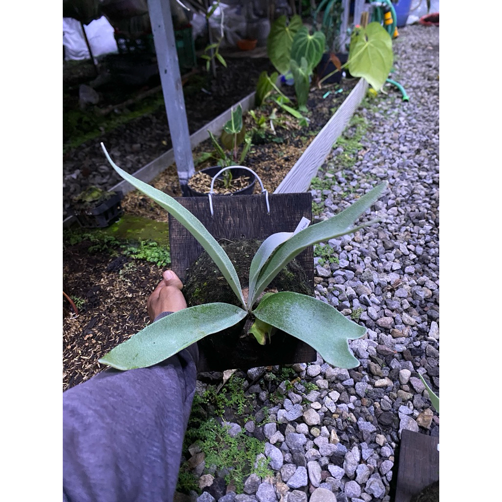 platycerium Veitchii Lisa