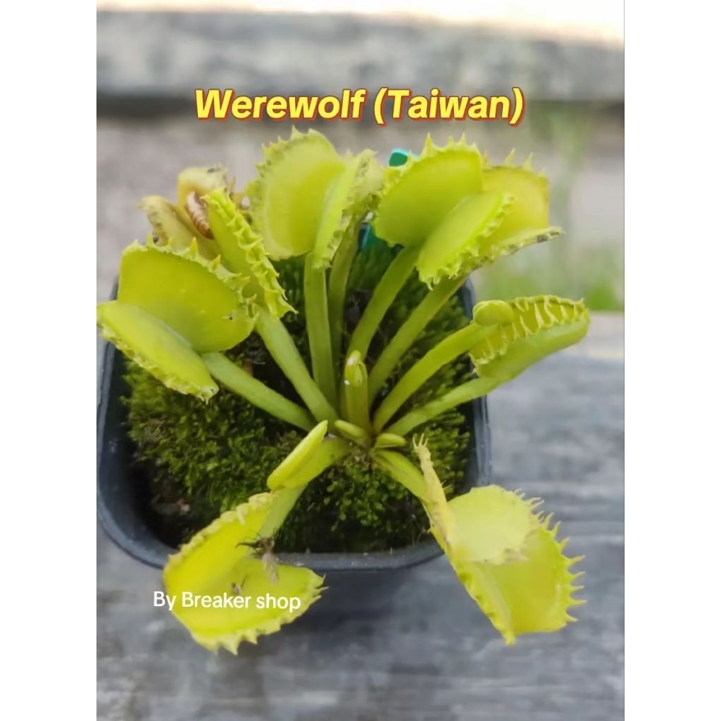 VFT Venus Flytrap Werewolf (Taiwan)