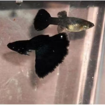 hiasan aquarium Guppy Black Moscow sepasang
