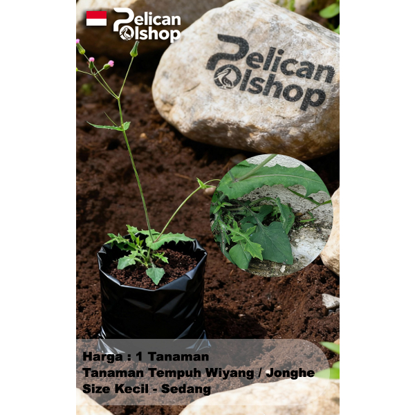 Tempuh Wiyang Jonghe Emilia sonchifolia (L.) DC. 1 Tanaman Obat Herbal Asam Urat Rematik Sesak Nafas