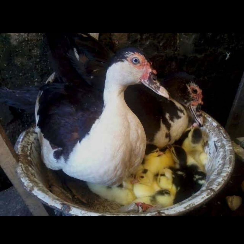 Kapsul Hormon Entok Betina 25 Kapsul | Kapsul Hormon Mentok Betina | Meningkatkan Daya Tetas Telur