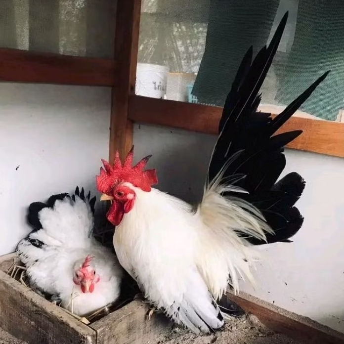 TELUR  VERTIL AYAM HIAS KATE CEPER ASLI untuk ditetaskan