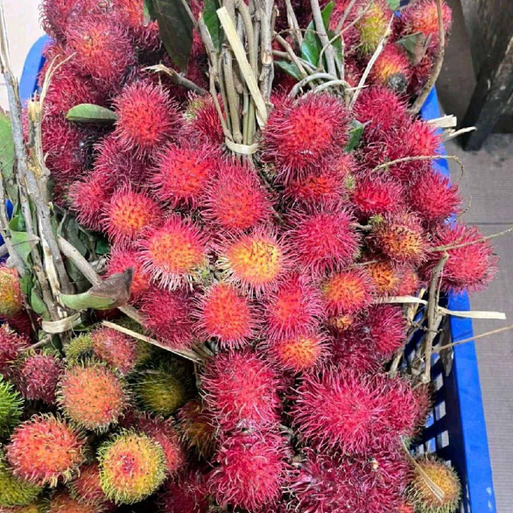 Buah rambutan Parakan super fresh Parakan asli 1 kg