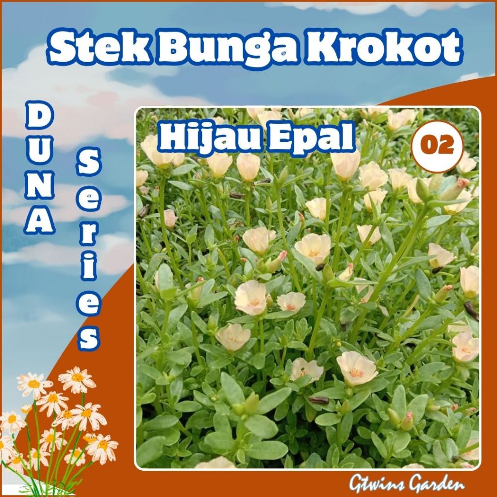 GG | 20 Stek Bibit  Bunga Krokot  Daun Bulat Duna Hijau Epal