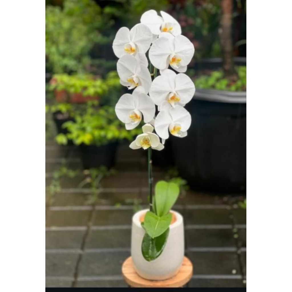 Ambilis Anggrek Bulan Jumbo – Tanaman Hias Bunga Cantik & Elegan